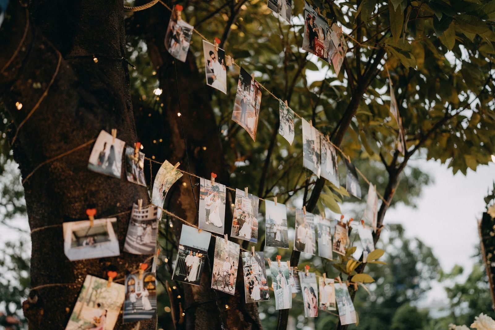 Outdoor display of photographs hanging from strings on a tree in a garden setting.