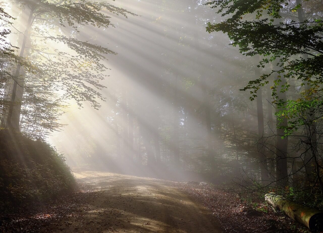 dirt road, sunbeams, forest, fog, foggy morning, nature, haze, mist, misty, trees, woods, woodlands, sunrays, sunlight, path, trail, morning, forest path, black forest