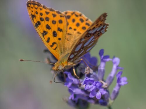 buterfly, lavender, macro