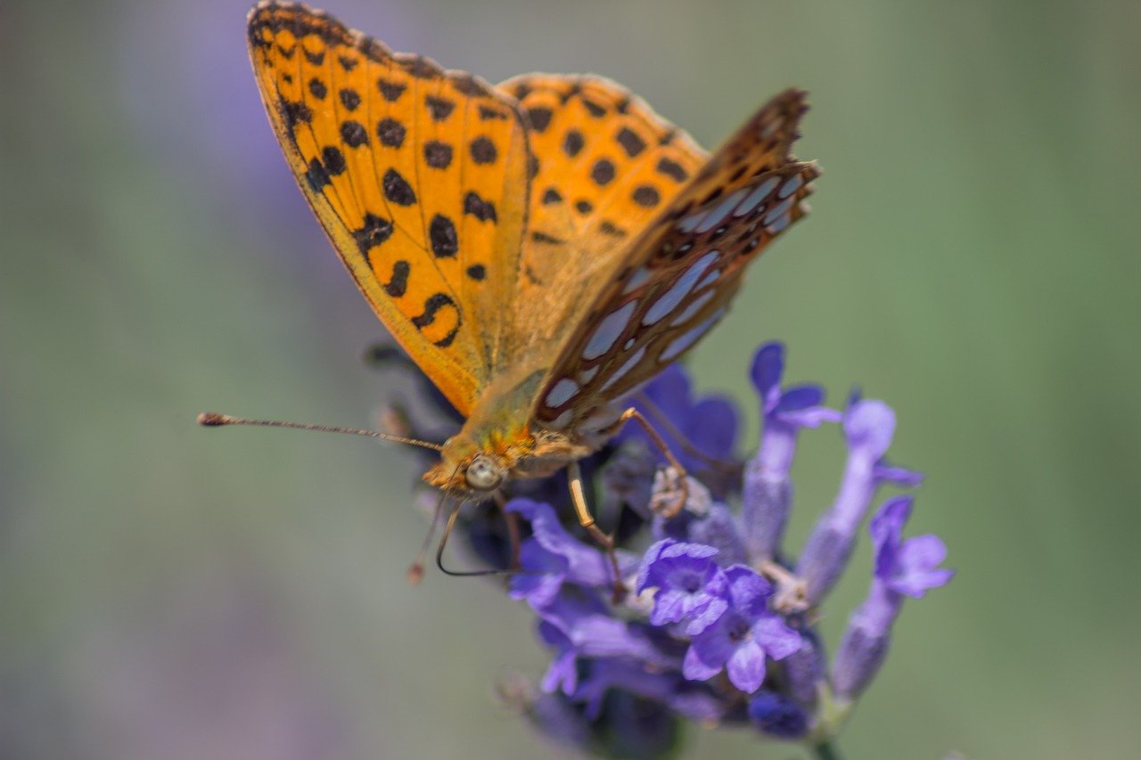 buterfly, lavender, macro