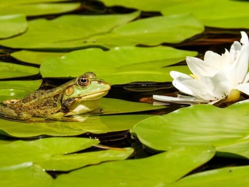 frog, pond, lily pads, lotus, beautiful flowers, flower, waterlily, water frog, amphibian, flower background, aquatic plants, animal, green, green frog, water, garden pond, flower wallpaper, white flower, animal world, nature, wildlife, wildlife photography