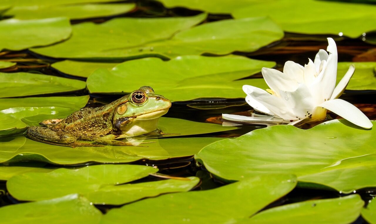 frog, pond, lily pads, lotus, beautiful flowers, flower, waterlily, water frog, amphibian, flower background, aquatic plants, animal, green, green frog, water, garden pond, flower wallpaper, white flower, animal world, nature, wildlife, wildlife photography