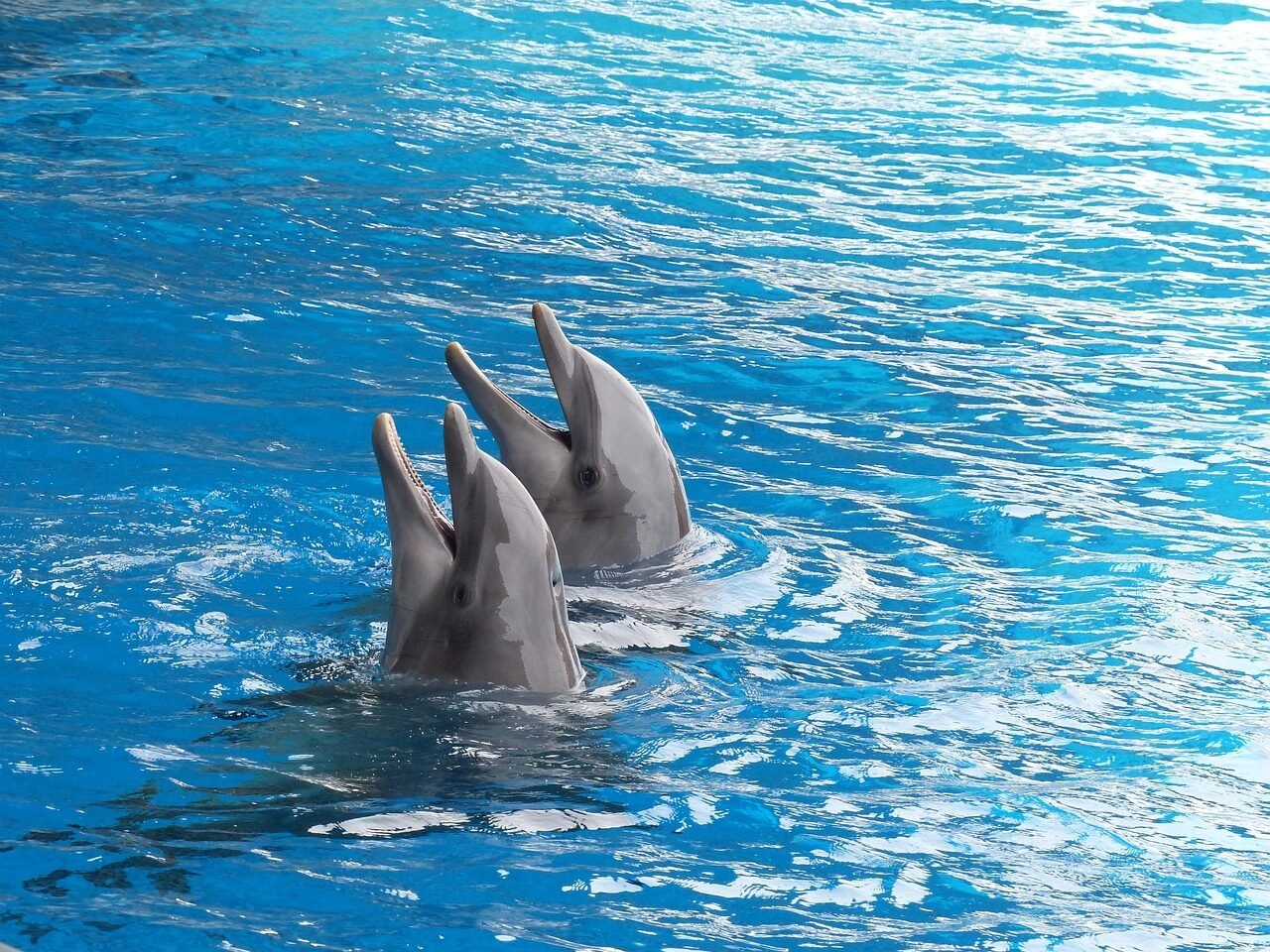 dolphin, dolphins, cetacean, marine mammal, dolphin basin, dolphinarium, duo, couple, together, swim, dolphin, dolphin, dolphin, dolphin, dolphin, dolphins, dolphins
