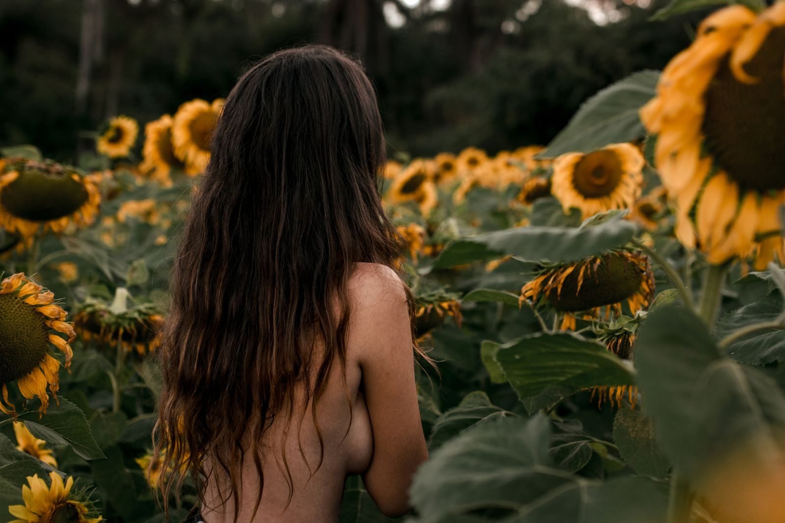 Artistic nude woman with long hair in a sunflower field, captured outdoors.