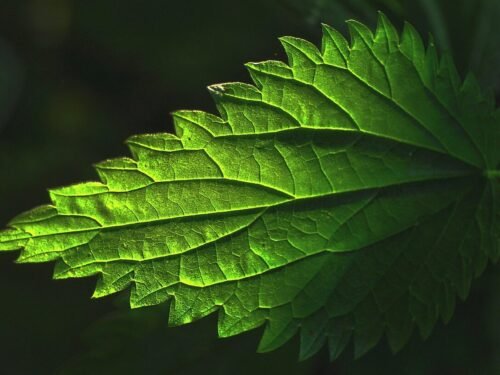 plant, leaf, nettle, stinging nettle, nettle leaf, nature, veins, pattern, herb, medicinal, tea, nettle tea, stinging nettle tea, common, green tea, green leaf, green medicine, green pattern