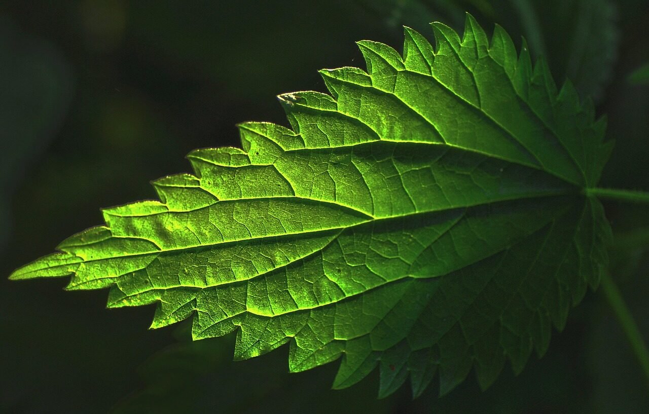 plant, leaf, nettle, stinging nettle, nettle leaf, nature, veins, pattern, herb, medicinal, tea, nettle tea, stinging nettle tea, common, green tea, green leaf, green medicine, green pattern