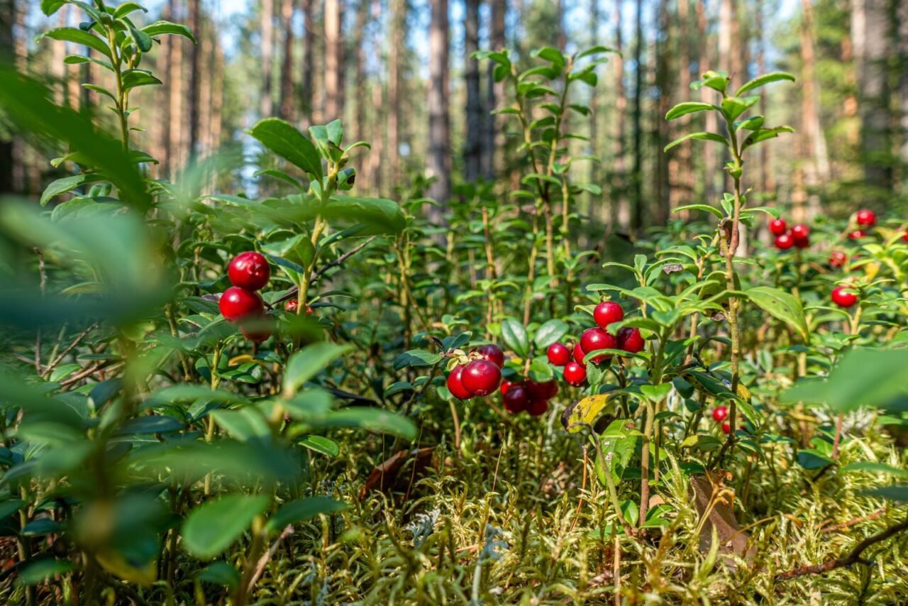 Close-up of ripe lingonberries in a sunlit forest, vibrant and fresh.