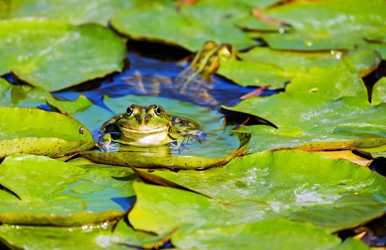 frog, water frog, pond frog, amphibian, animal, green frog, lily pad, pond, aquatic life, aquatic animal, green, cute, pond dwellers, water, nature, frog, frog, frog, frog, frog