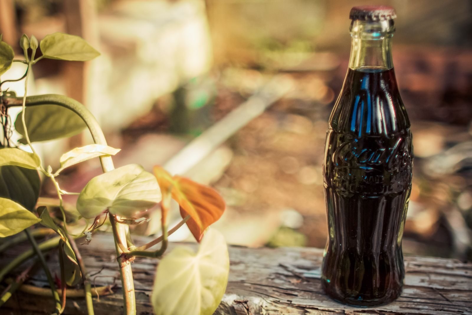 A vintage cola bottle on a rustic wooden surface with vibrant green leaves and soft sunlight.