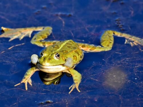 frog, pond, animal, water frog, pond frog, high, toad, nature, water