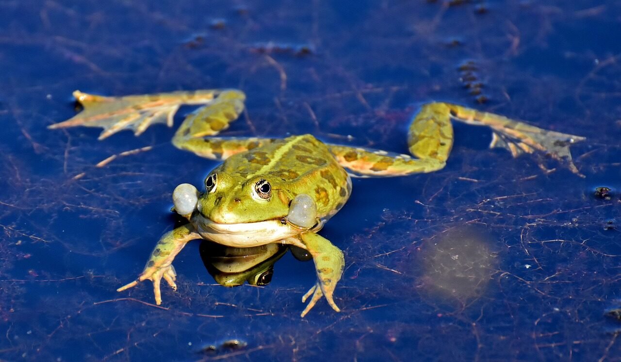 frog, pond, animal, water frog, pond frog, high, toad, nature, water
