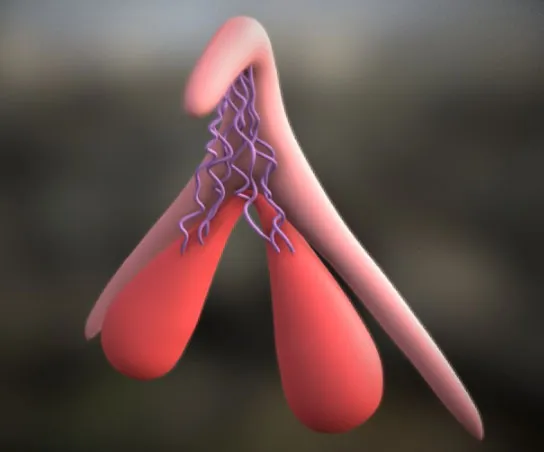 3D model of the clitoris