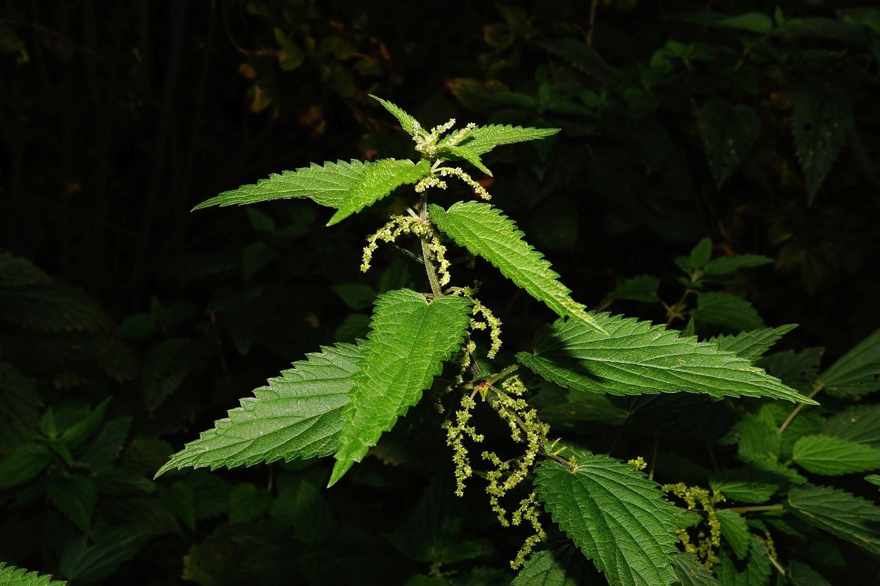 nettle, leaves, green