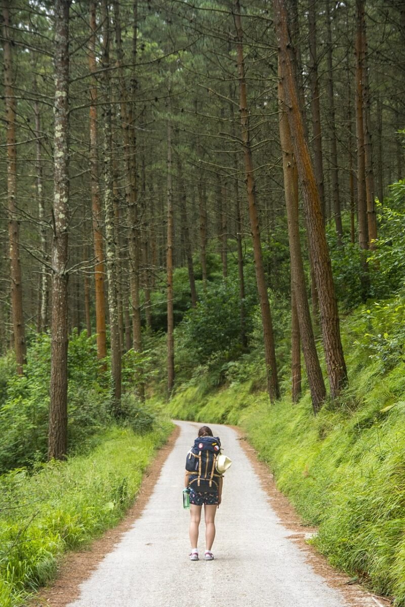 tourist, traveler, nature, woman, walking, backpack, trail, trekking, forest, woods, walk, wander, trees, tourist, tourist, walking, walking, walking, walking, walking, backpack, backpack, trail, trail, trekking, trekking, trekking, trekking, forest, forest, walk, walk