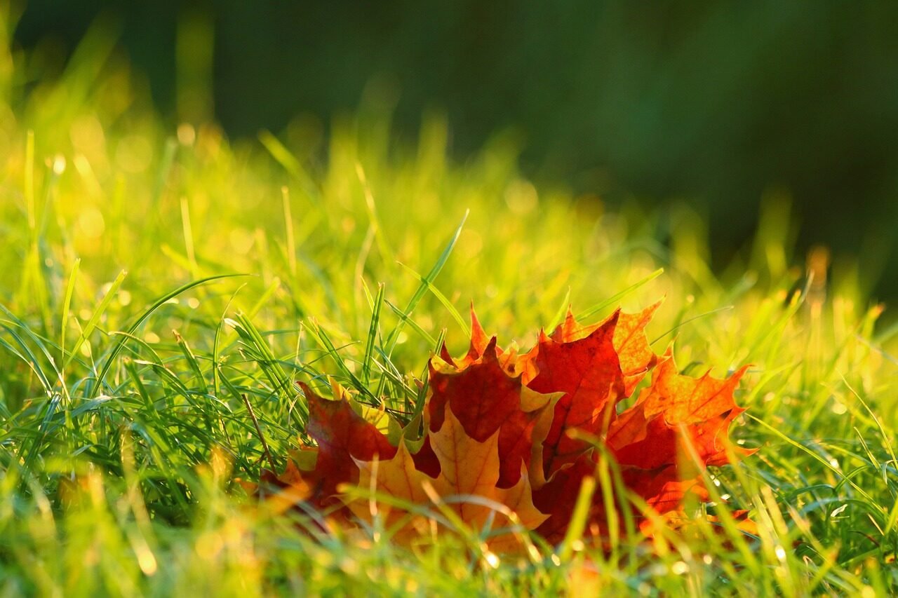 leaves, autumn, mood, nature, grass, fall, season, outdoors, foliage, autumn, autumn, autumn, autumn, fall, fall, fall, fall, fall
