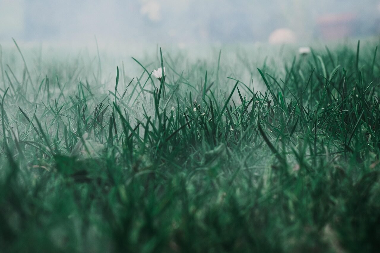 meadow, fog, grass, field, mist, haze, morning fog, grassland, grassy, grass blades, wildflowers, nature, morning mist, pasture, green, grass, grass, grass, grass, grass, green
