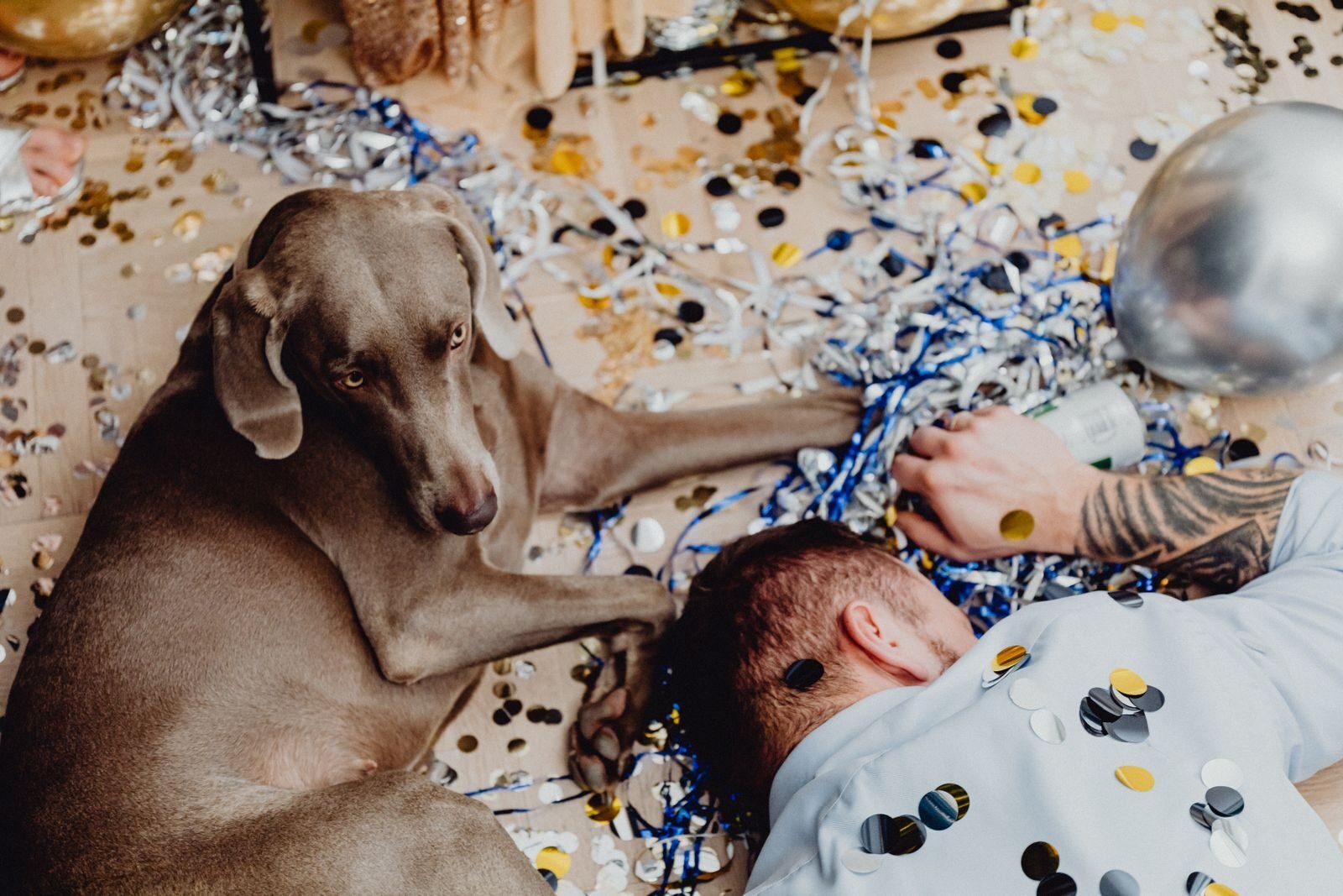 A Weimaraner and a man surrounded by confetti and balloons after a party, creating a lively and humorous moment.