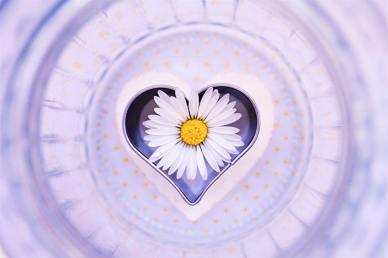 daisy, flower, heart