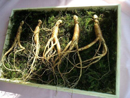 ginseng, wild ginseng, ginseng