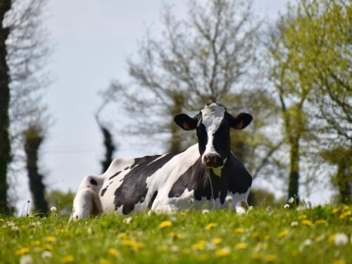 cow, dairy cow, cattle, livestock, meadow, prairie, cow, cow, cow, cow, cow, dairy cow, dairy cow, dairy cow, dairy cow