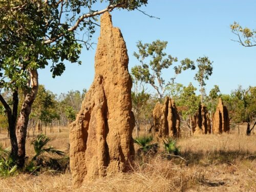termite mounds, ants, landscape, australia, termite mounds, ants, ants, ants, ants, ants, australia, australia