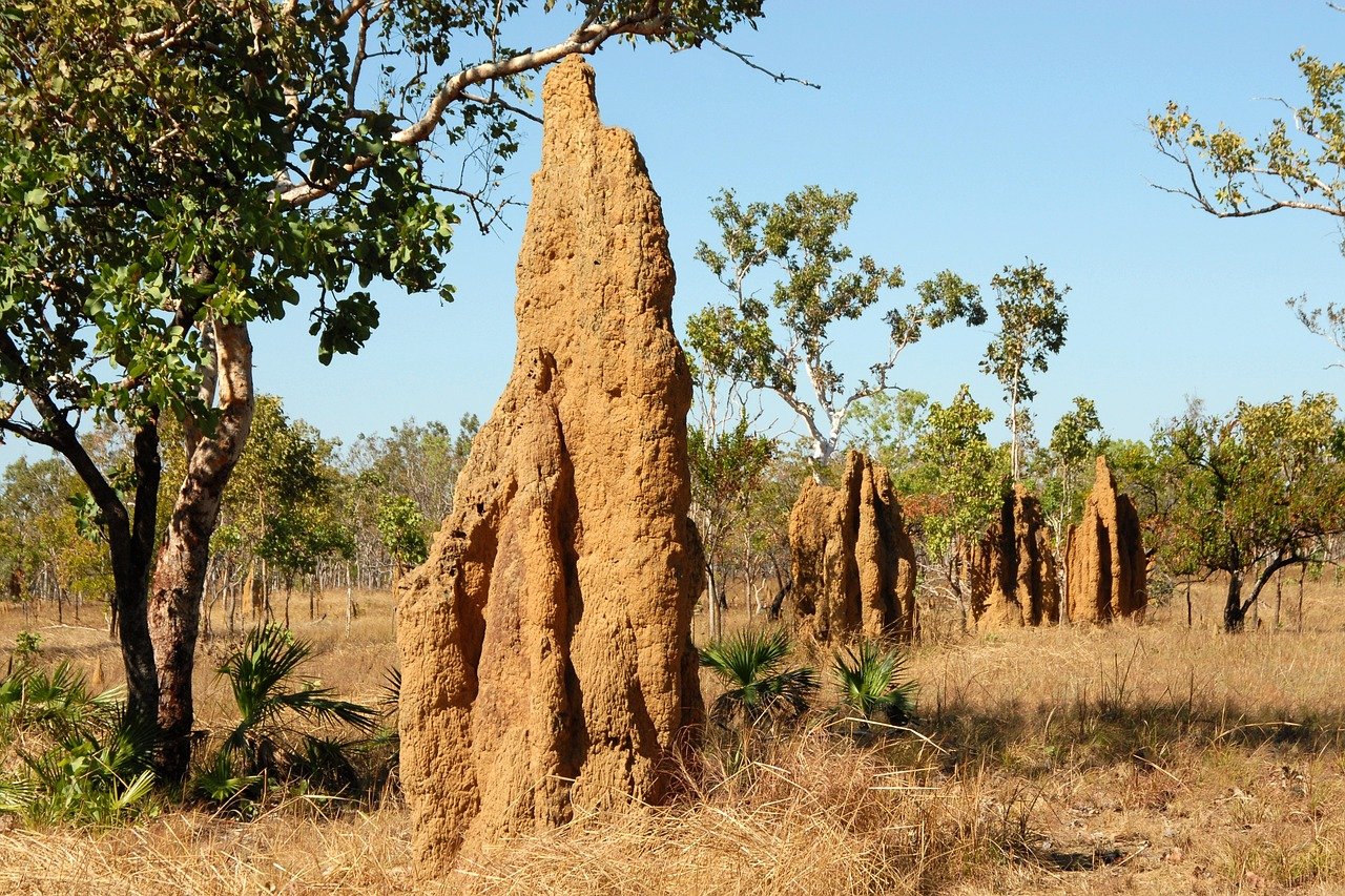 termite mounds, ants, landscape, australia, termite mounds, ants, ants, ants, ants, ants, australia, australia