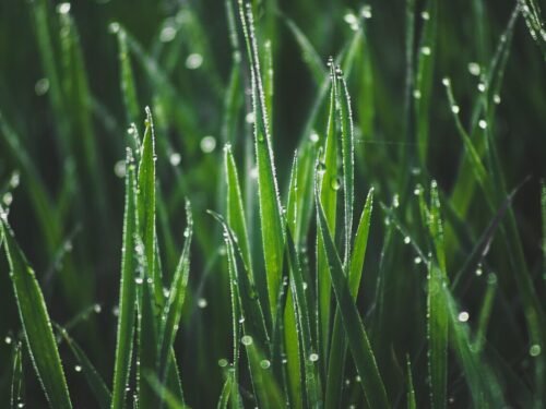 grass, dew, morning dew, morning, dawn, in grass, nature, meadow, grass, dew, dew, dew, dew, dew, morning dew, morning dew, morning, morning, morning
