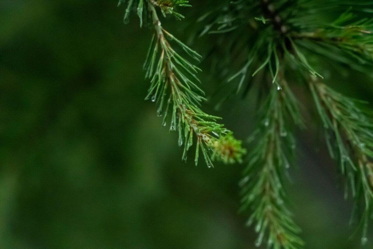 A close up of a pine tree branch