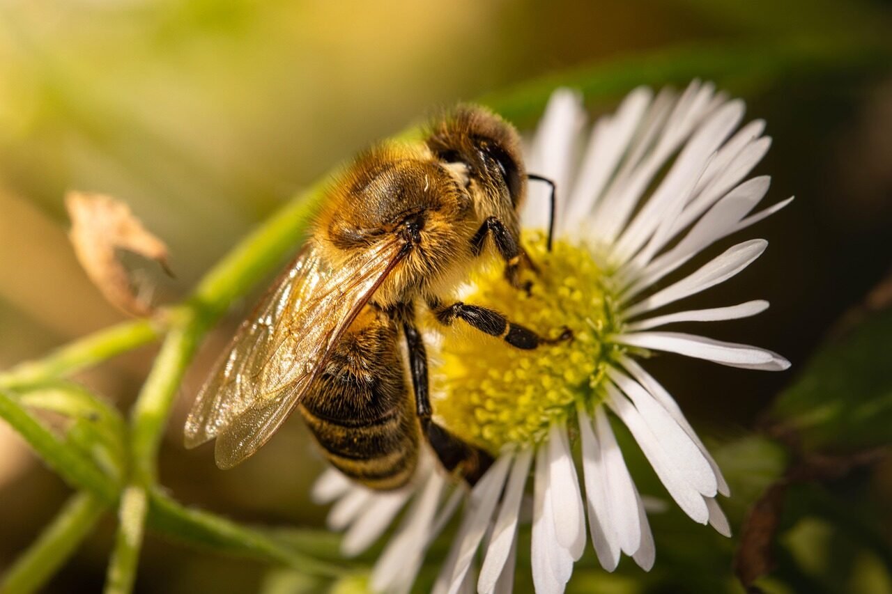 bee, beautiful flowers, nature, flower background, flower, insect, flower wallpaper, close up, nectar, honey bees