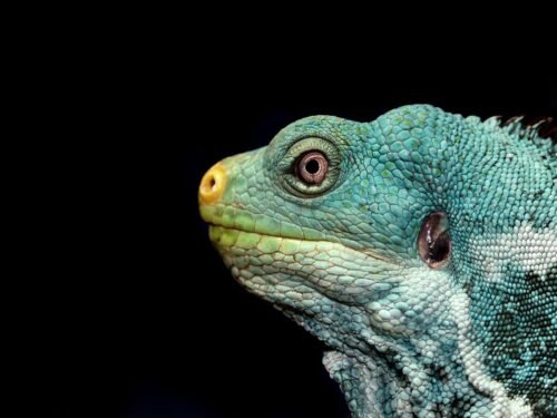 lizard, iguana, fijian iguana