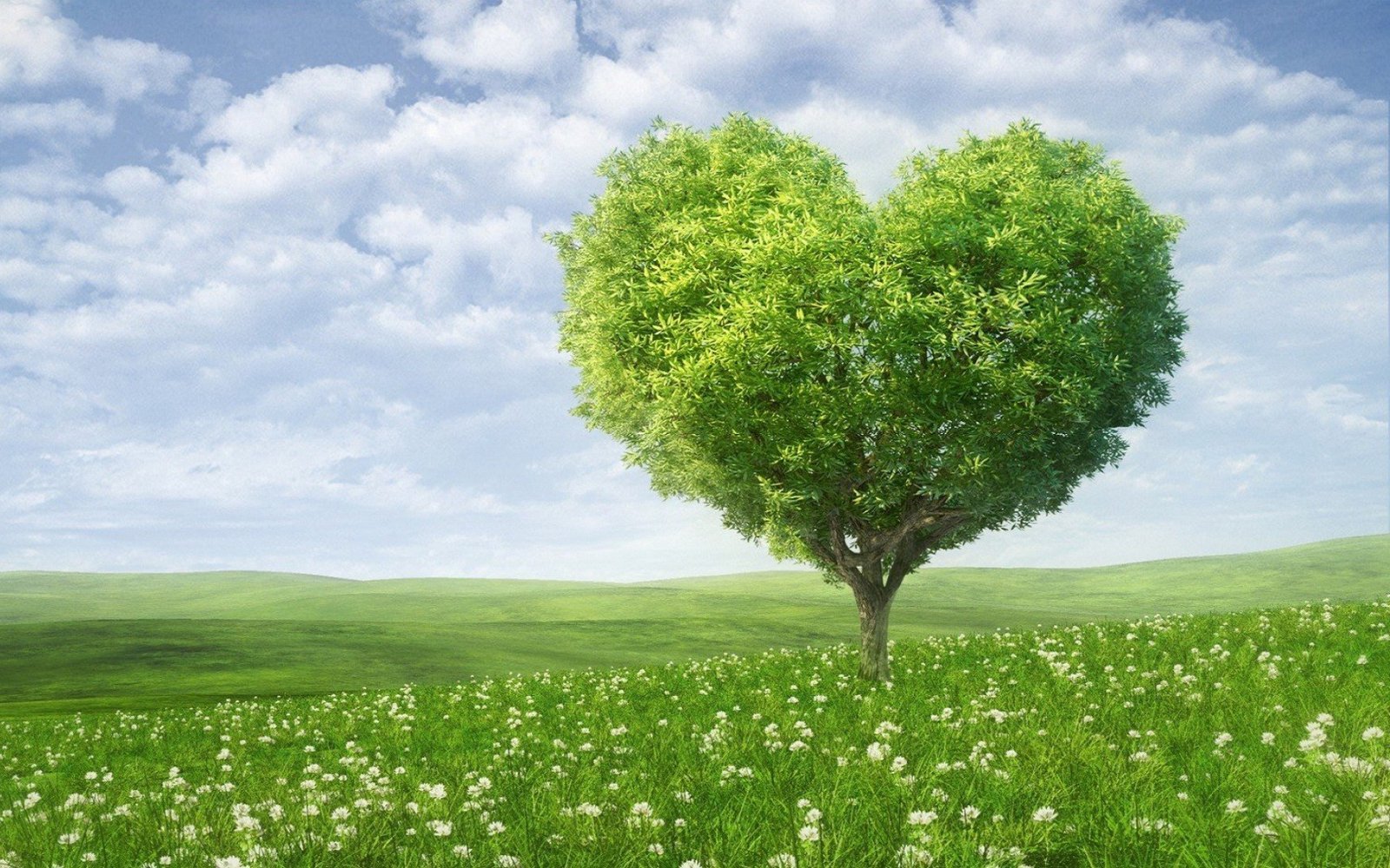 Green heart shape tree love.jpg