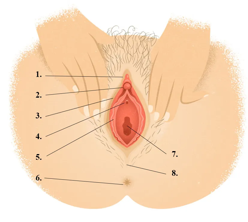1) Klitorio gaubtas, 2) Klitorio galvutė, 3) Labia majora, 4) Šlapimo anga (šlaplė), 5) Labia minora, 6) Anus, 7) Makštis, 8) Tarpvietė.