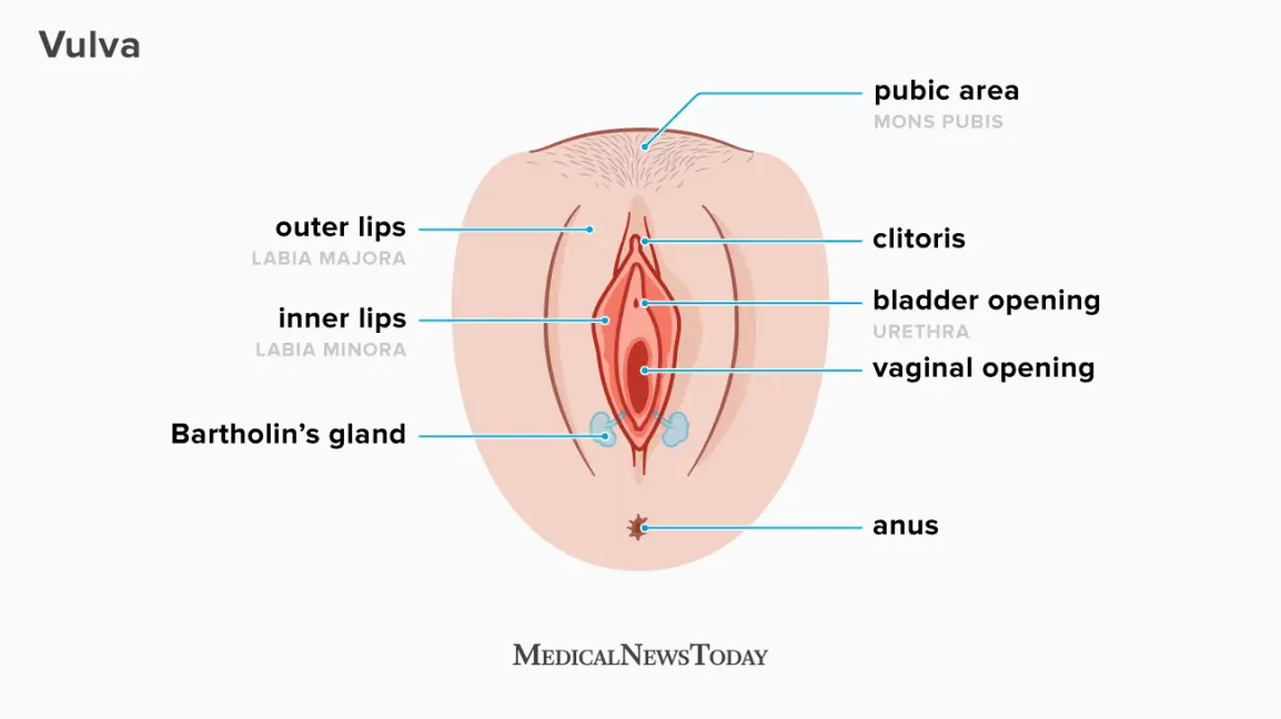 Vulva