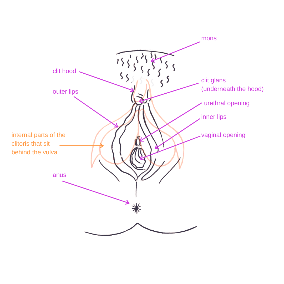 Vulva anatomy