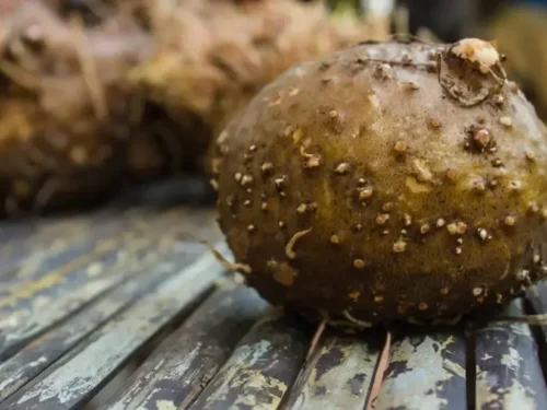 Merginų masturbacijos gidas Nr. 603. Masturbacijos technika „Konjakas“