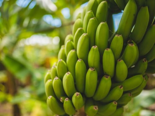 green banana fruits in tilt shift lens