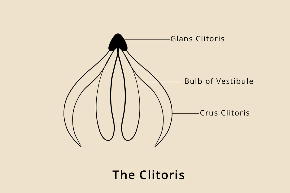 Clit