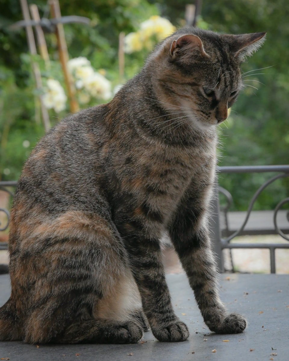 brown tabby cat on white concrete floor during daytime