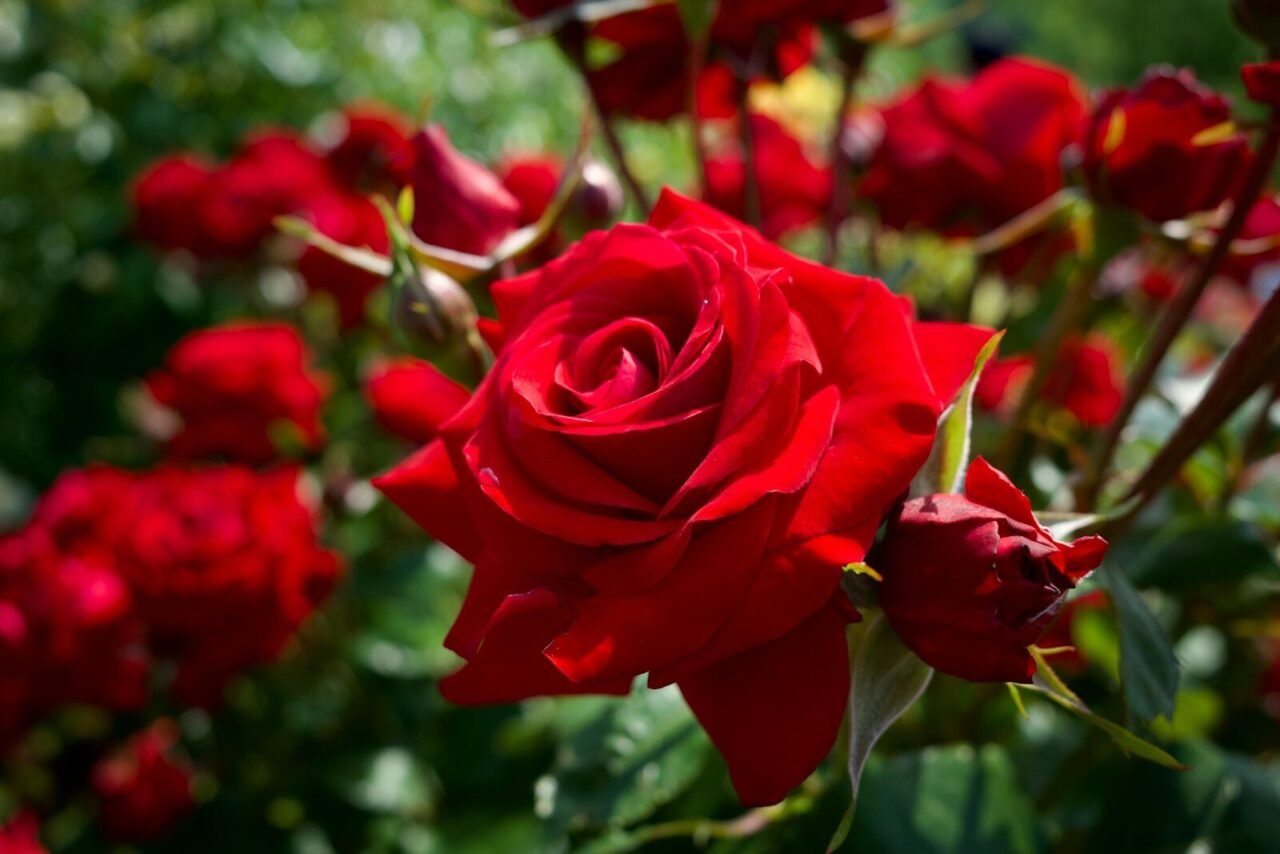a close up of a red rose in a garden
