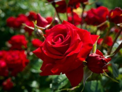 a close up of a red rose in a garden