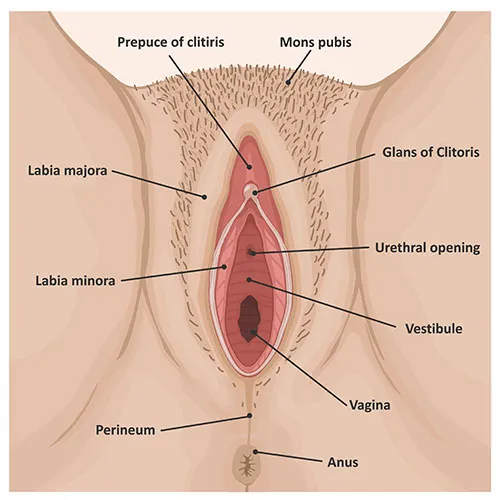Externam female genitals diagram perineum