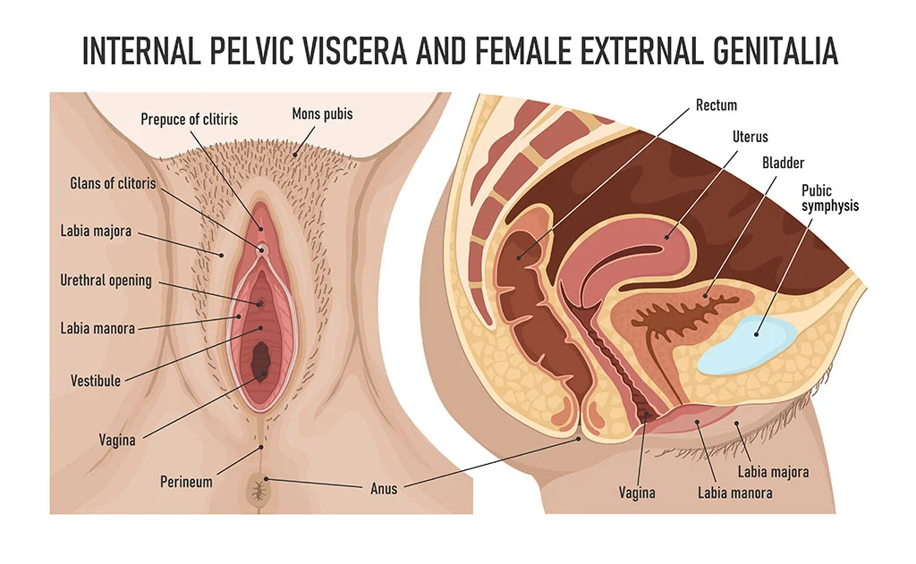 Female external genitalia