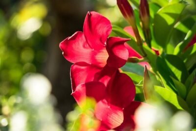 Mandevilla: ryškiausias patalpų vynmedis