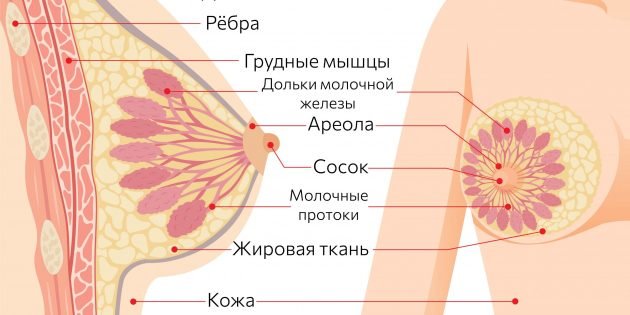 Kaip galite sumažinti savo krūtis?