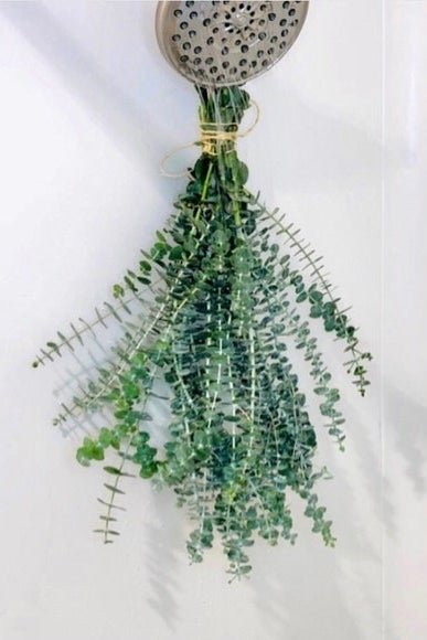 Ant dušo galvutės kabantis eukalipto ryšulėlis