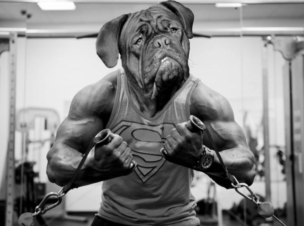 buffed human bulldog