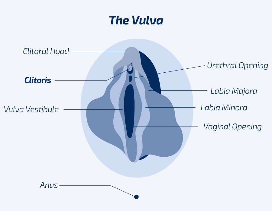Diagram of the Anatomy of the Vulva