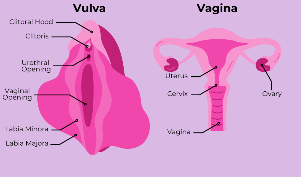 The Vagina Anatomy And How It Changes Over Time