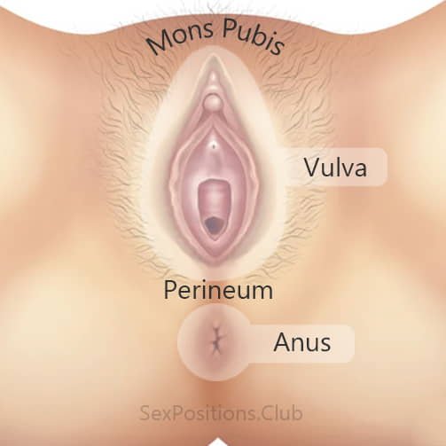 Map of female genitalia