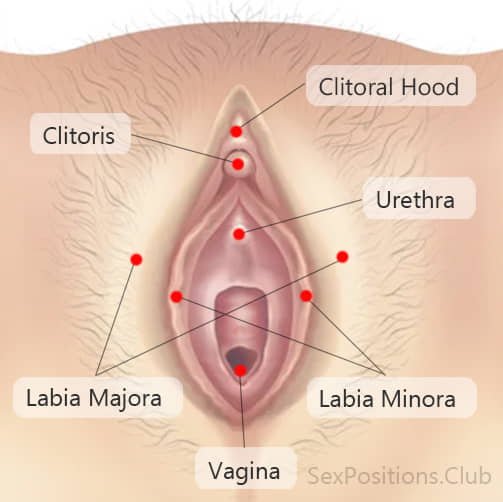 Vulva map: clitoris, vagina, smaller and larger labia, urethra.